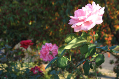 Roses-2012-Minnetrista-57
