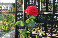 Roses-2012-Minnetrista-58