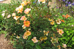 Roses-2012-Minnetrista-6