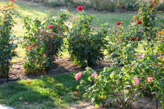 Roses-2012-Minnetrista-60