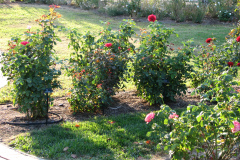 Roses-2012-Minnetrista-61