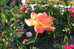 Roses-2012-Minnetrista-65