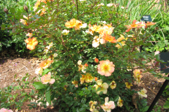 Roses-2012-Minnetrista-7