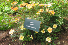 Roses-2012-Minnetrista-8