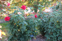 Roses-2012-Minnetrista-82