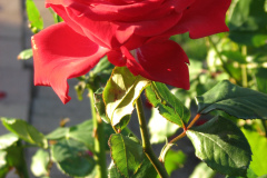 Roses-2012-Minnetrista-89