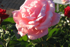 Roses-2012-Minnetrista-92
