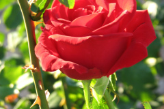 Roses-2012-Minnetrista-94