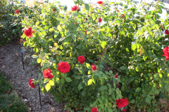Roses-2012-Minnetrista-96