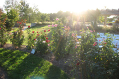 Roses-2012-Minnetrista-98