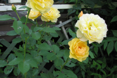 Roses-Flowers-004