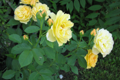 Roses-Flowers-009