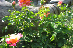 Roses-Flowers-049
