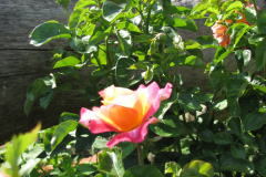 Roses-Flowers-050