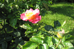Roses-Flowers-051