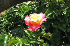 Roses-Flowers-063