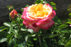 Roses-Flowers-066