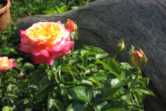 Roses-Flowers-081
