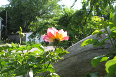 Roses-Flowers-082