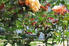 Roses-Flowers-086