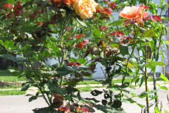 Roses-Flowers-087