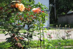 Roses-Flowers-088