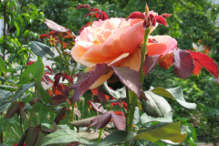 Roses-Flowers-143