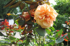 Roses-Flowers-145