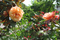 Roses-Flowers-147