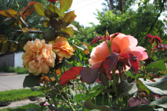 Roses-Flowers-150