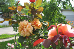 Roses-Flowers-154