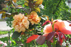 Roses-Flowers-156