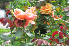 Roses-Flowers-157