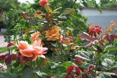 Roses-Flowers-159