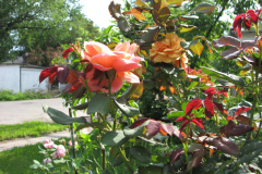Roses-Flowers-164