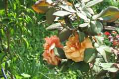 Roses-Flowers-167