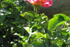 Roses-Flowers-179
