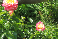 Roses-Flowers-182