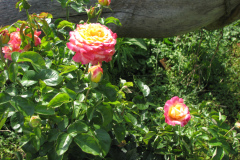 Roses-Flowers-183