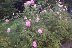 Roses-Front-Yard-08-20-2011-12