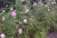 Roses-Front-Yard-08-20-2011-14