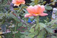 Roses-Front-and-Back-Yard-08-20-2011-11