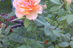 Roses-Front-and-Back-Yard-08-20-2011-15