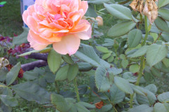 Roses-Front-and-Back-Yard-08-20-2011-16