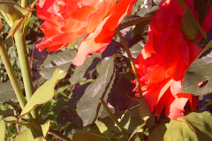 Roses-Front-and-Back-Yard-08-20-2011-21