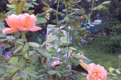 Roses-Front-and-Back-Yard-08-20-2011-6