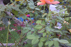 Roses-Front-and-Back-Yard-08-20-2011-8