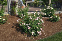Roses-Minnetrista-May-2023-18