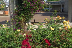 Roses-Minnetrista-May-2023-36