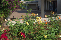 Roses-Minnetrista-May-2023-37